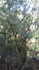 Taxus globosa