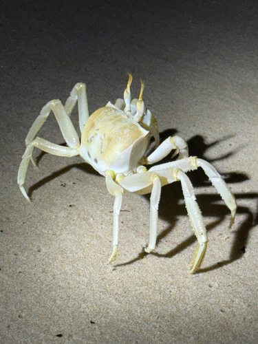 Tufted Ghost Crab