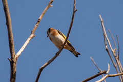 Carduelis carduelis