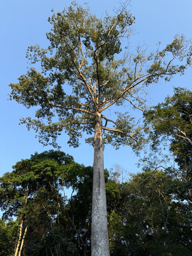 Kapok Tree