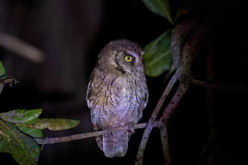 Tropical Screech-Owl