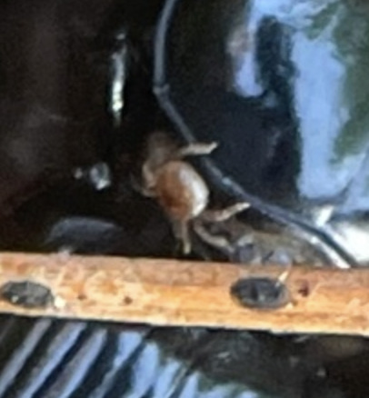 Micromegistus bakeri