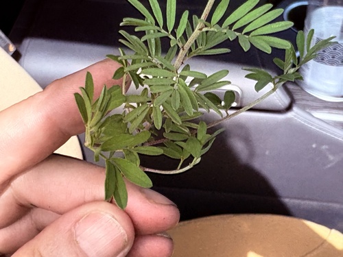 Warty Indigo (Indigofera verrucosa)