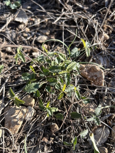 desert noseburn (Tragia ramosa)