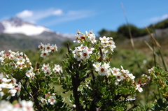 Escallonia virgata