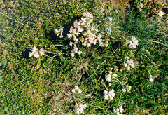 Oxytropis sordida