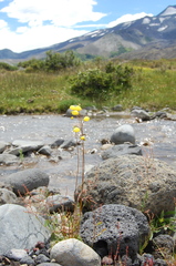 Calceolaria filicaulis