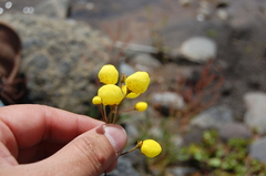 Calceolaria filicaulis