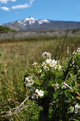 Escallonia virgata