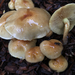 Pholiota spumosa - Photo (c) Damon Tighe, some rights reserved (CC BY-NC), uploaded by Damon Tighe