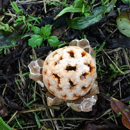red-cage fungus (Clathrus ruber)