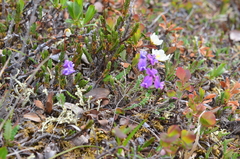 Oxytropis tichomirovii