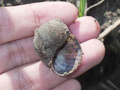 Pomacea canaliculata