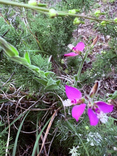 Hairyflower Falsepea (Polygala pubiflora)