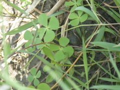 Marsilea crenata