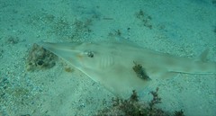 Aptychotrema rostrata