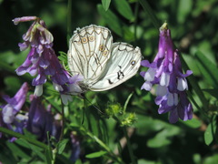 Melanargia arge
