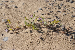 Oxytropis tichomirovii