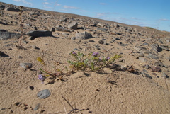 Oxytropis tichomirovii