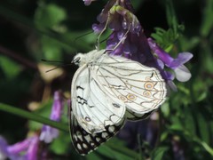 Melanargia arge
