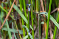Lestes plagiatus