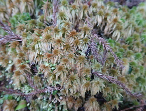 Sphagnum junghuhnianum observed 2026-03-08