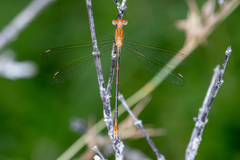 Lestes plagiatus