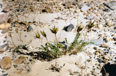Oxytropis tichomirovii