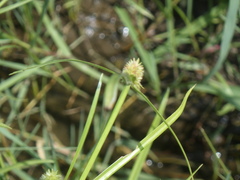Cyperus