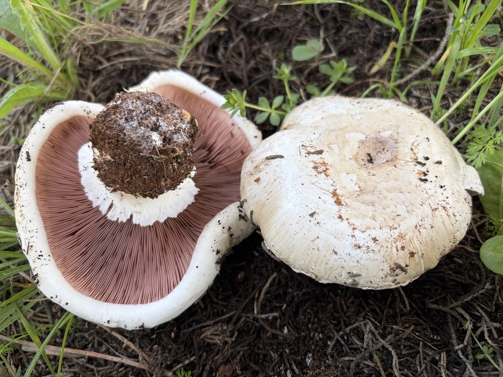 Agaricus bitorquis · March 2026 · photo: © lucian_clanet (iNaturalist, cc-by)