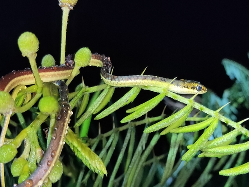 Photo of a Burmese Bronzeback (Dendrelaphis subocularis)