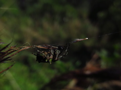 Parawixia
