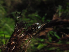 Parawixia