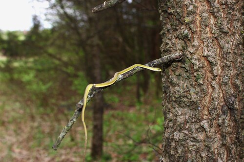 Rough Greensnake