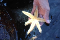Meyenaster gelatinosus