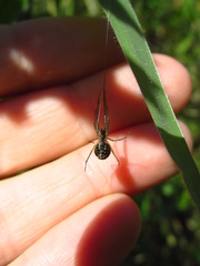 Leucauge