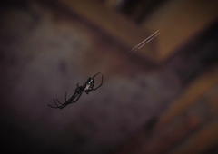 Leucauge