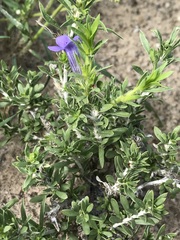Aptosimum albomarginatum