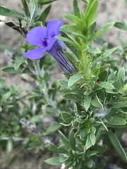 Aptosimum albomarginatum