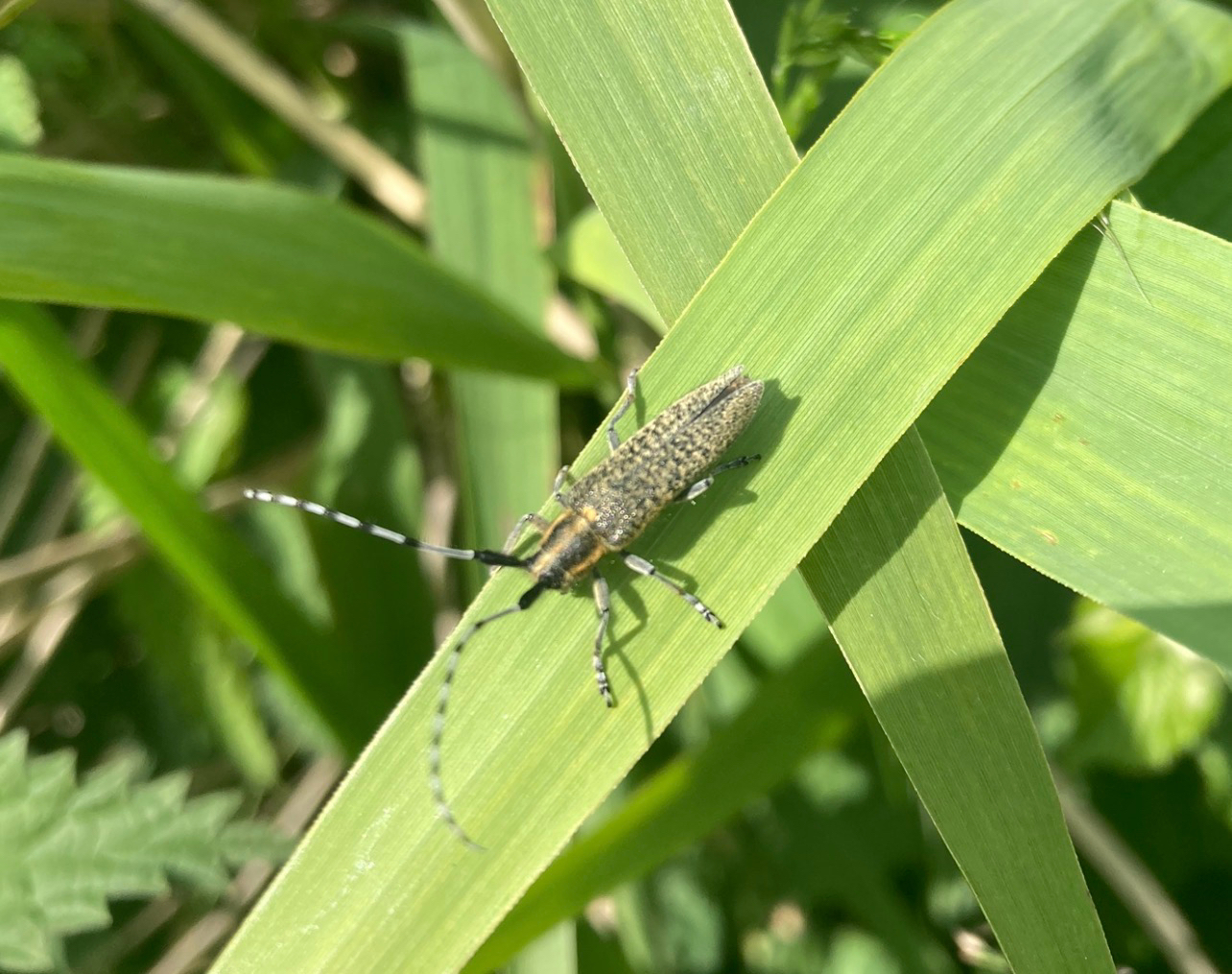 Agapanthia villosoviridescens