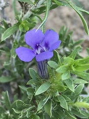 Aptosimum albomarginatum