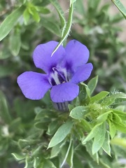 Aptosimum albomarginatum