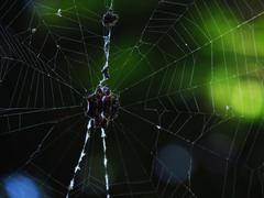Gasteracantha cancriformis