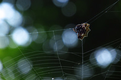 Gasteracantha cancriformis