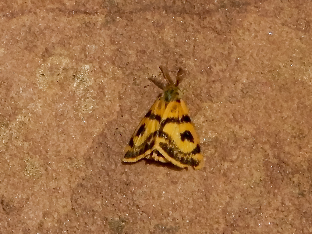 Orgyia splendida