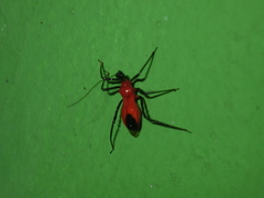 Reduviidae