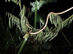 Dendrelaphis subocularis