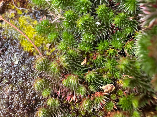 Hansen's Spikemoss (Selaginella hansenii)