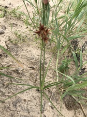 Cyperus usitatus