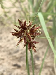 Cyperus usitatus